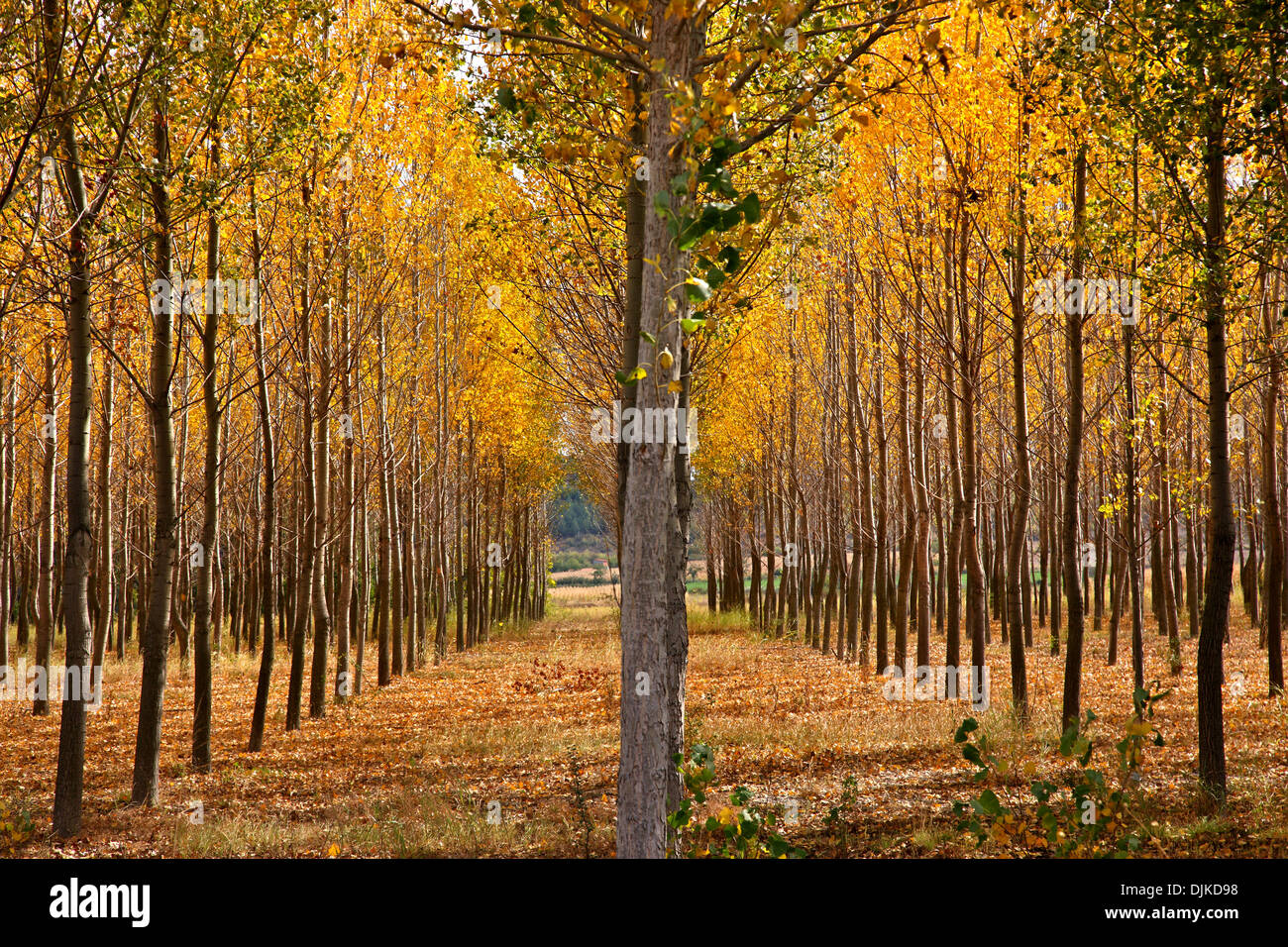 Colors of autumn, close to Fylakio village, municipality of Orestiada,  Evros, Thraki (Thrace), Greece. Stock Photo