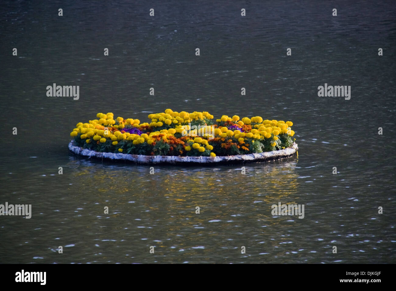 Tray of yellow, decorative flowers floating on lake water Stock Photo