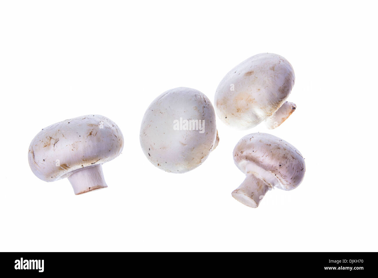 mushrooms four pieces on white backgroud Stock Photo