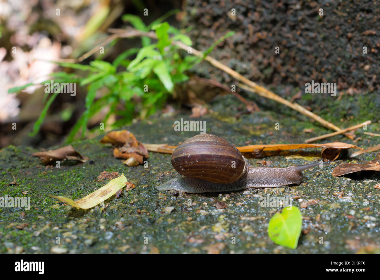 Snail running on the rock floor Stock Photo