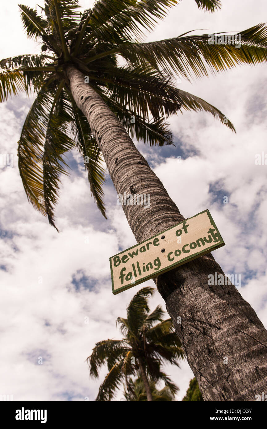 Sign on coconut tree warning of the danger of falling coconuts! The