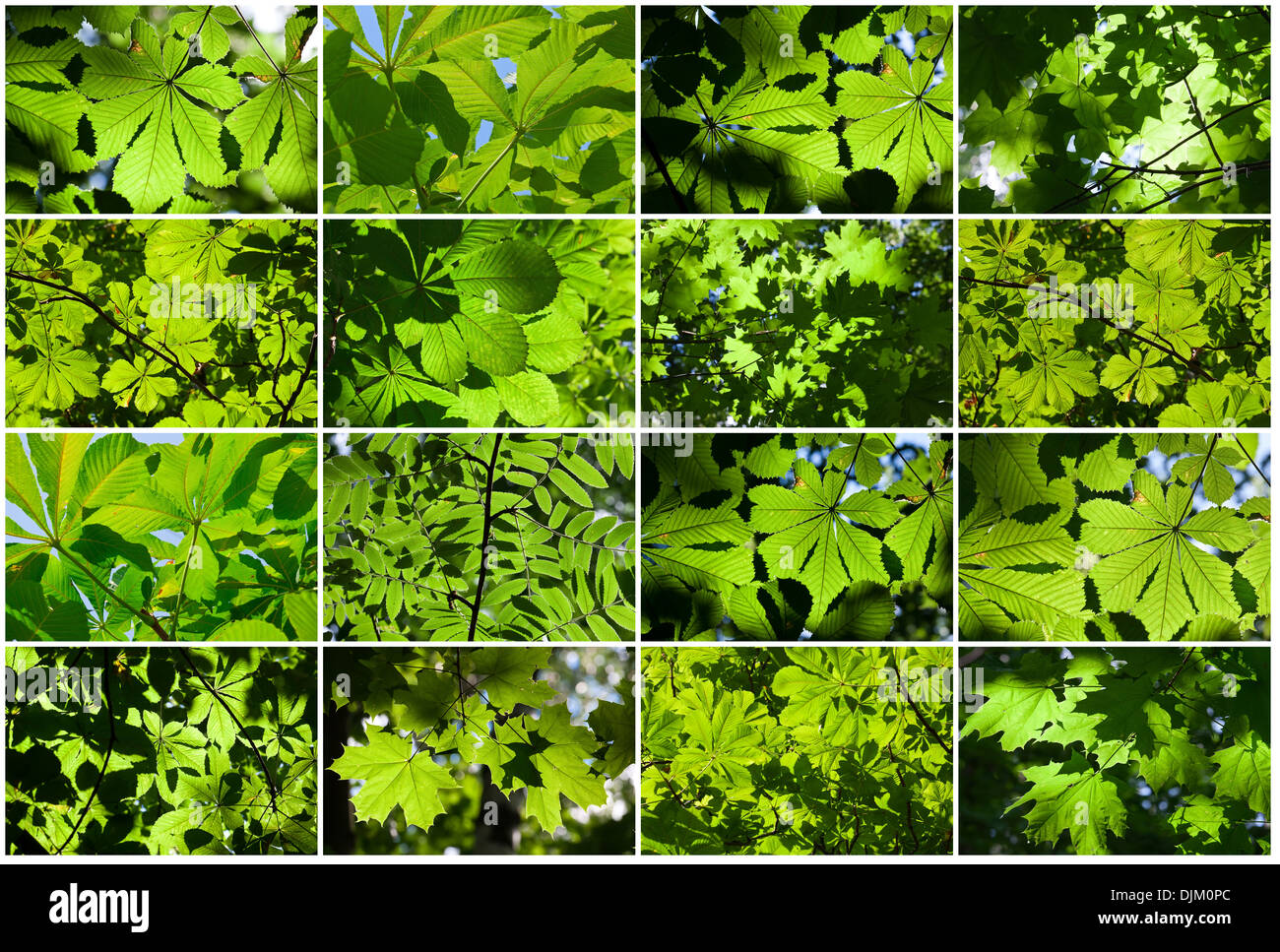 Lush green leaves set hi-res stock photography and images - Alamy