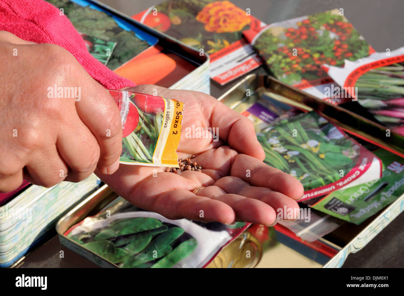 Woman shaking Radish seeds into palm of hand ready for sowing, England, UK, Western Europe. Stock Photo