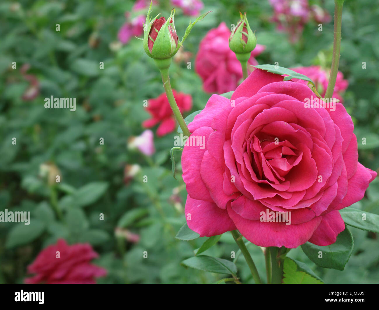 Most beautiful rose hires stock photography and images Alamy