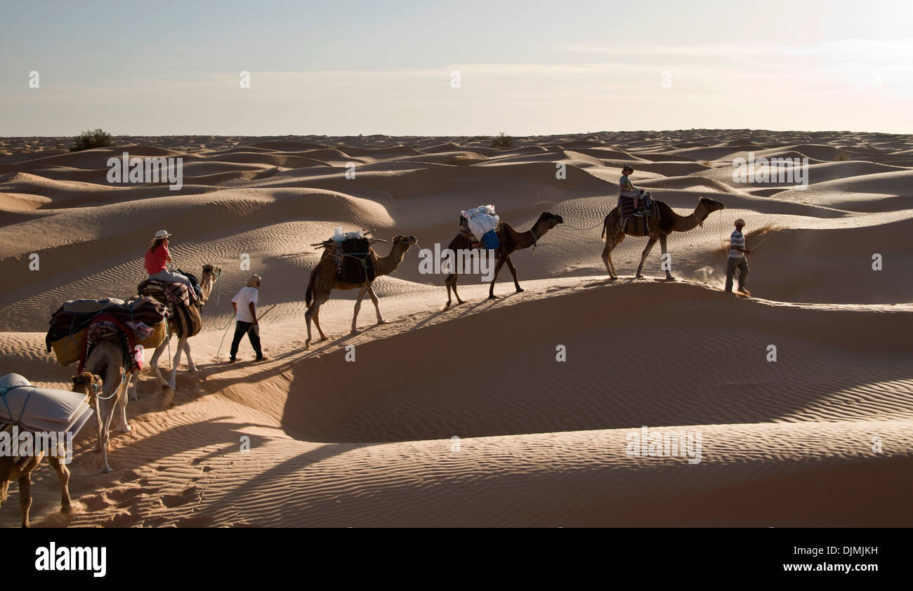 Caravan of camels in the sand dunes of the Great Oriental Erg of the desert of Sahara - Tunisia Stock Photo