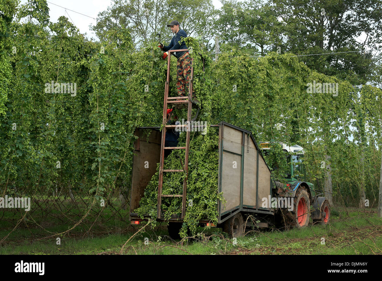Hop harvesting at Stocks Farm, Suckley, Worcestershire Stock Photo 63150611 Alamy