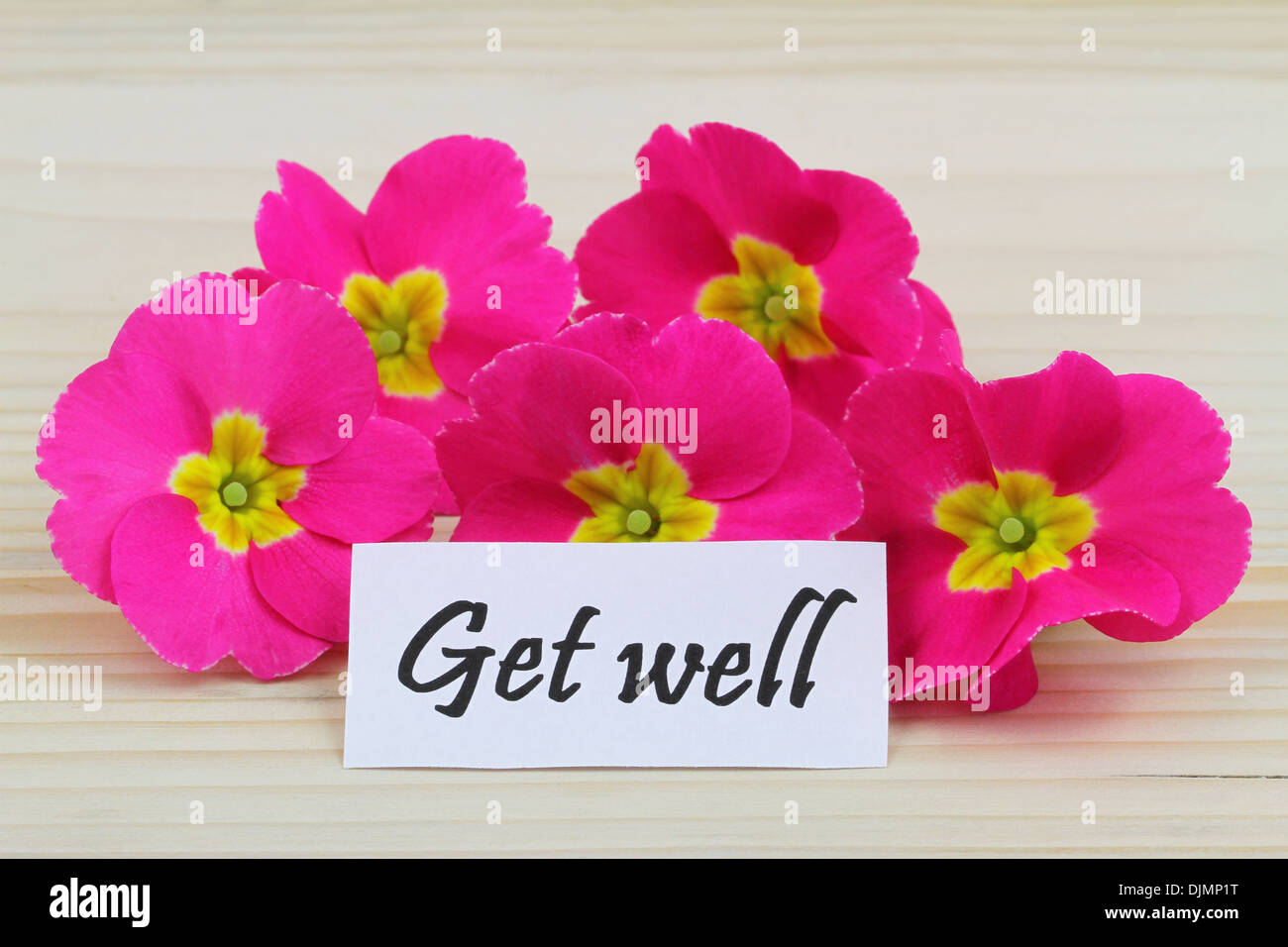 Get well card with pink primula flowers Stock Photo