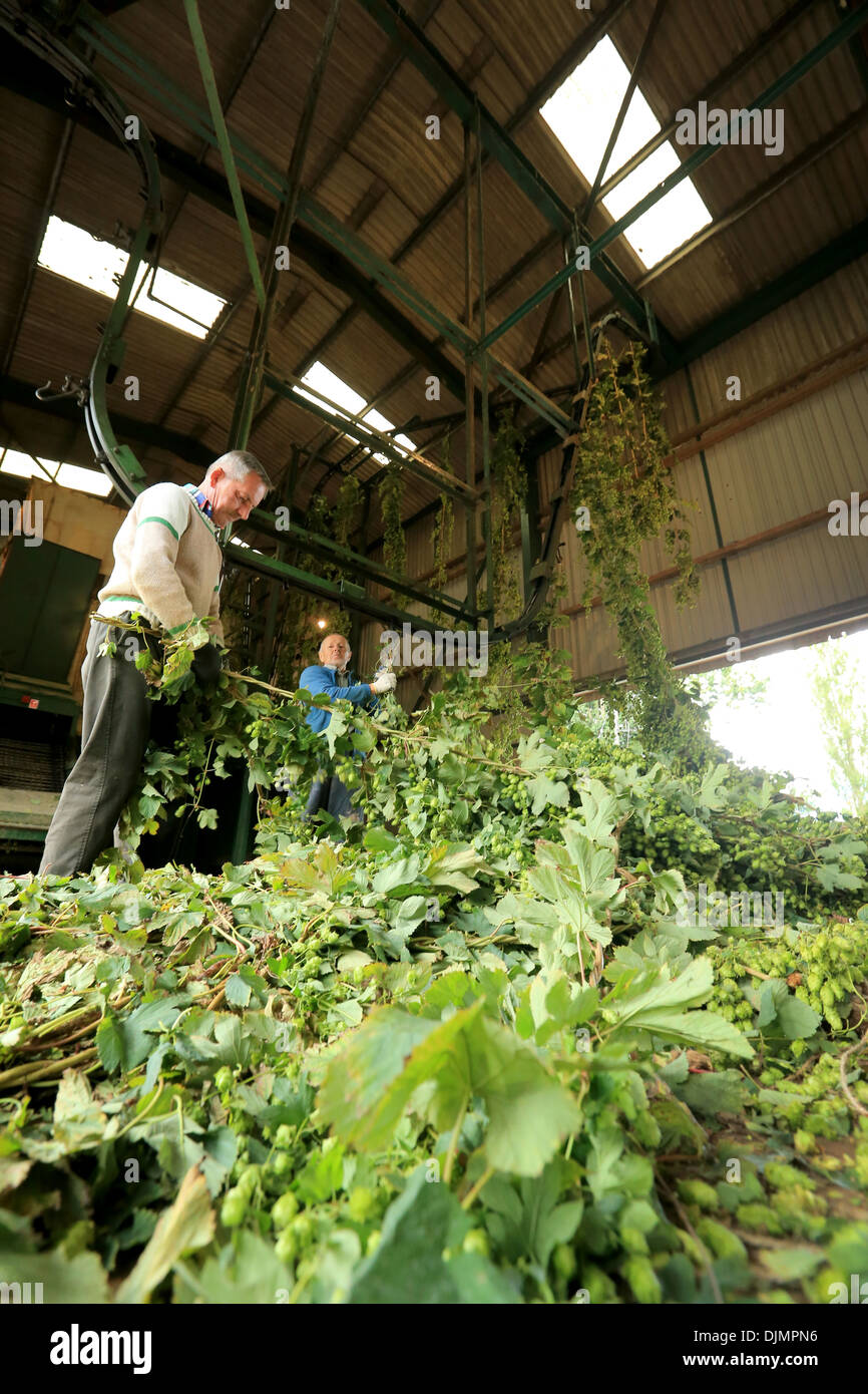 Hop harvesting at Stocks Farm, Suckley, Worcestershire Stock Photo Alamy