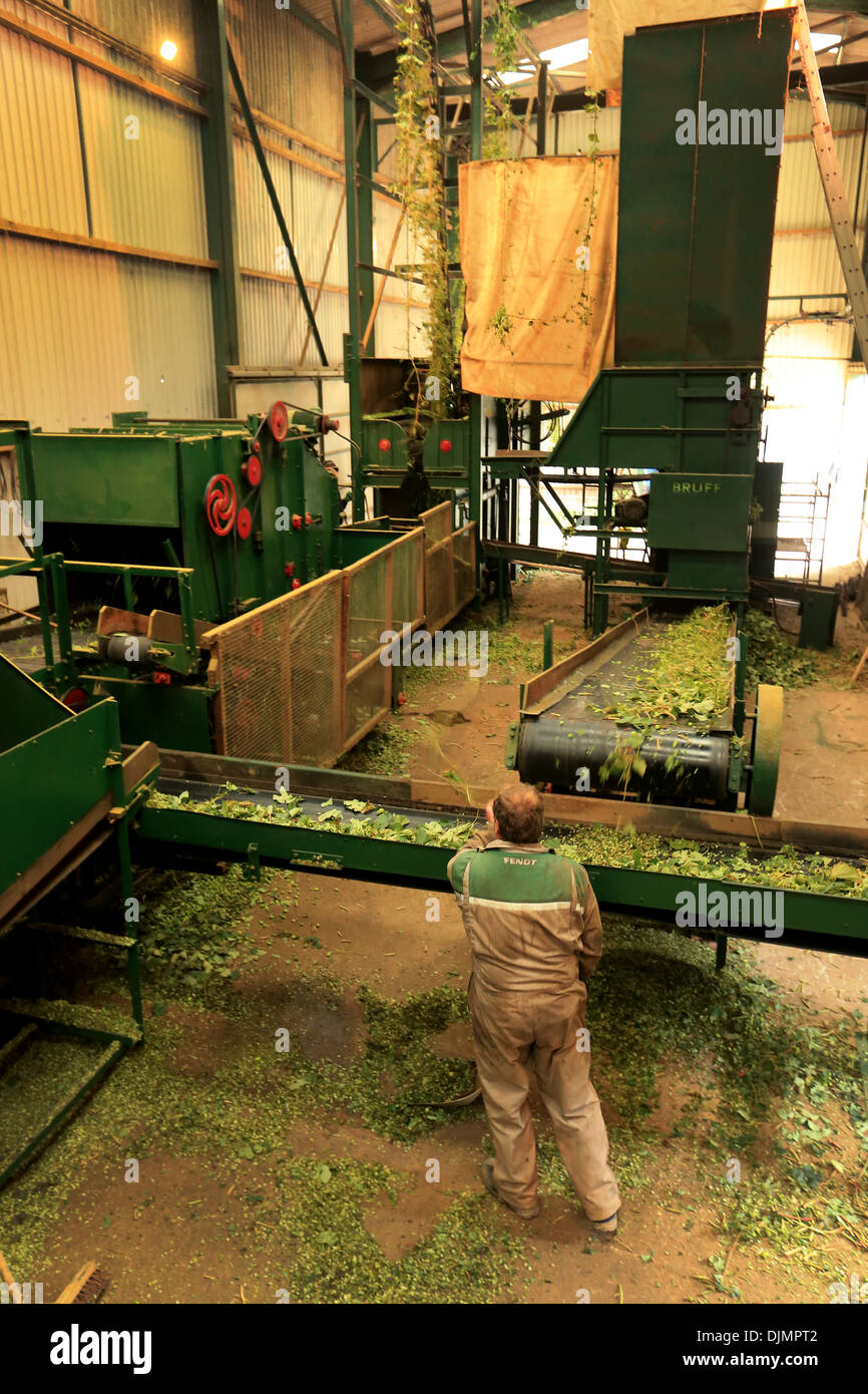 Hop harvesting at Stocks Farm, Suckley, Worcestershire Stock Photo Alamy