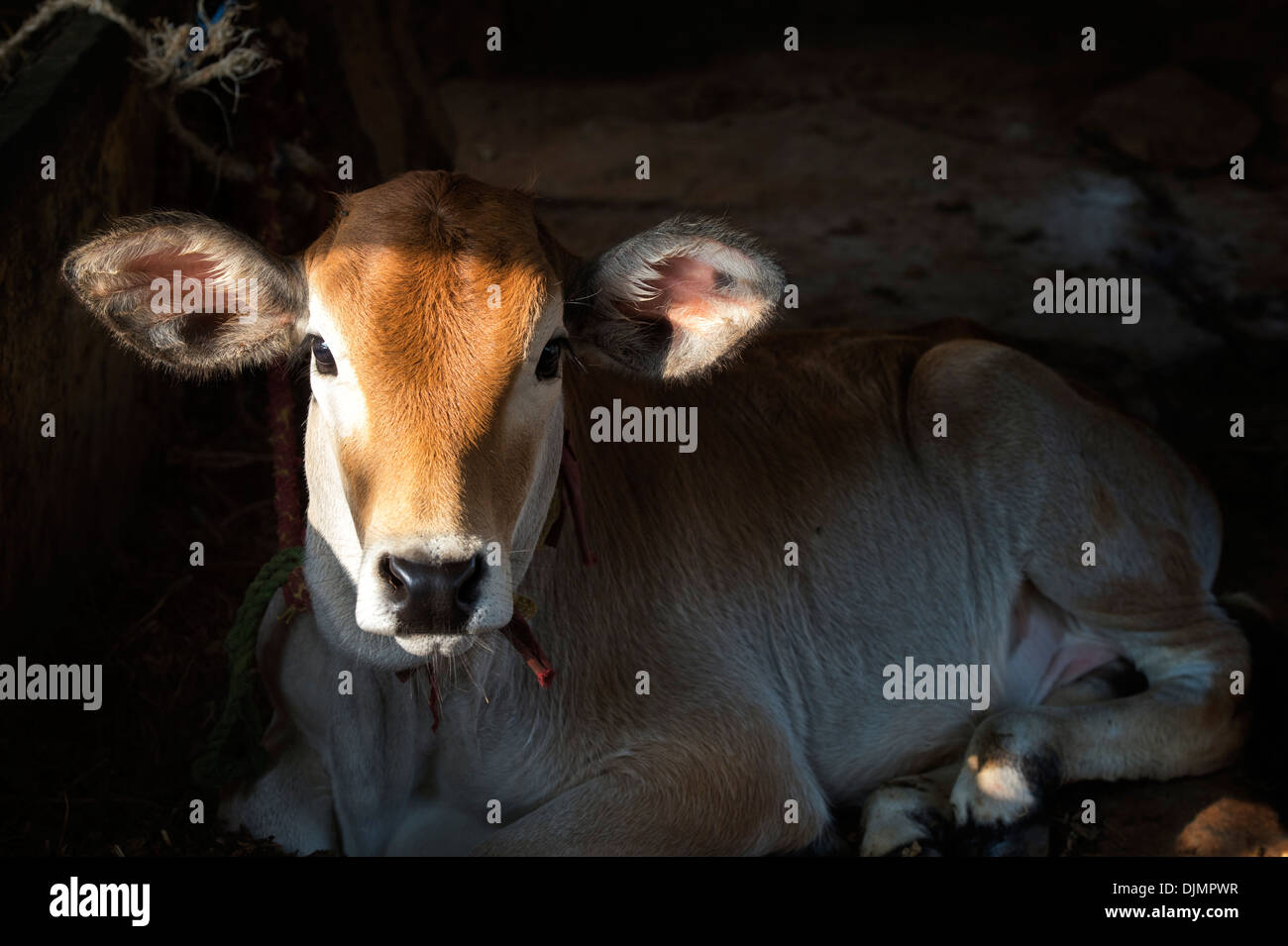 Indian Calves face in sunlight. India Stock Photo Alamy
