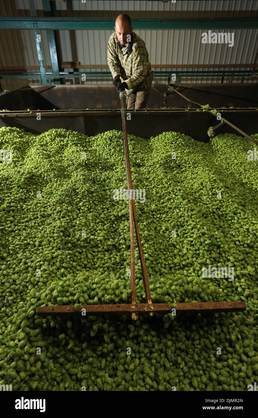 Hop harvesting at Stocks Farm, Suckley, Worcestershire Stock Photo Alamy
