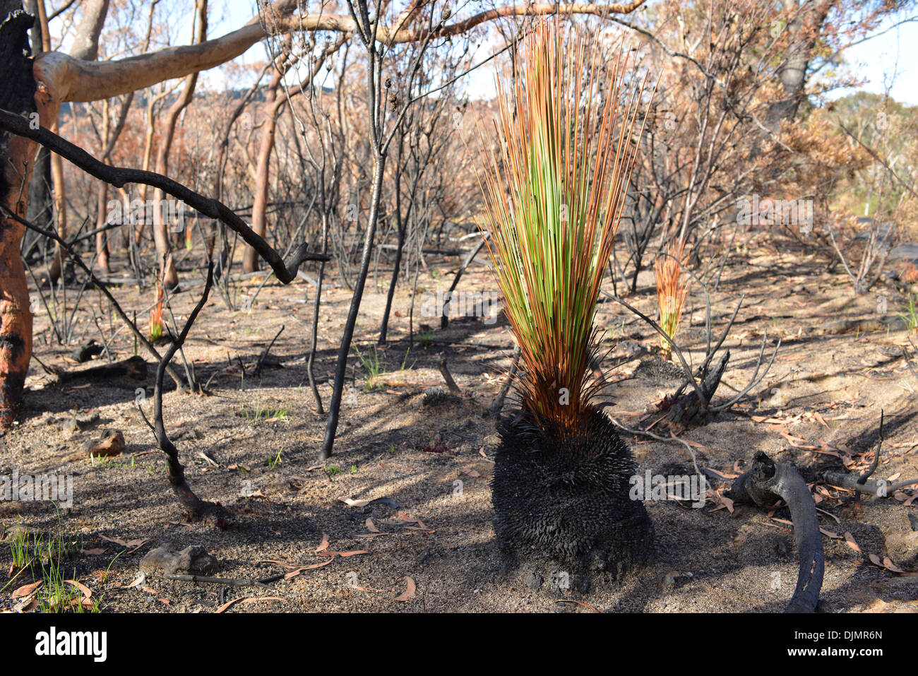 Xanthorrhoea with green shoots Blue Mountains after the fire of October 2013 Stock Photo