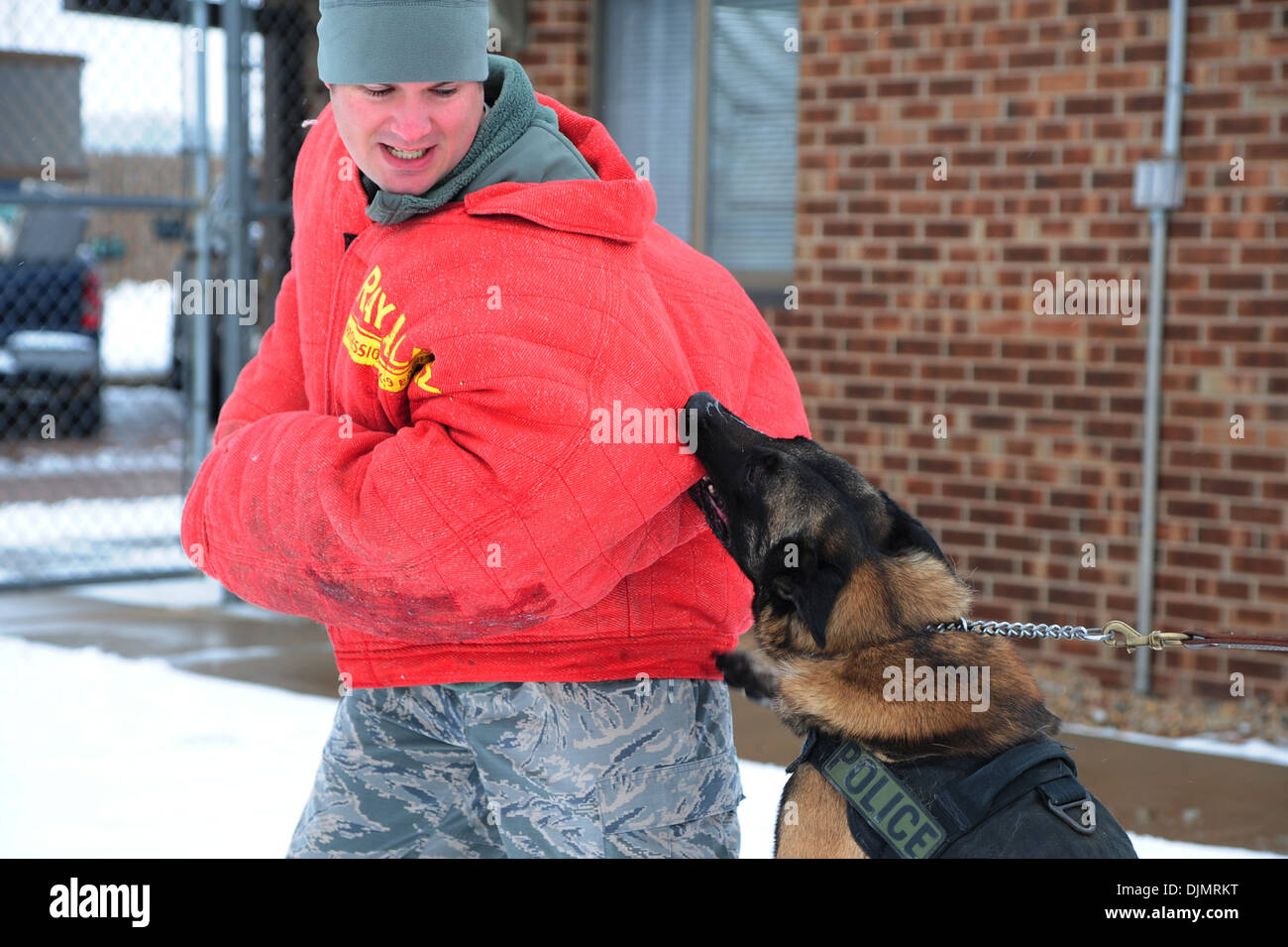 military working dog, bites U.S. Air Force Staff Sgt. Ryan Pevey, 97th kennel master, during bite work training Nov. 25, 2013. M Stock Photo
