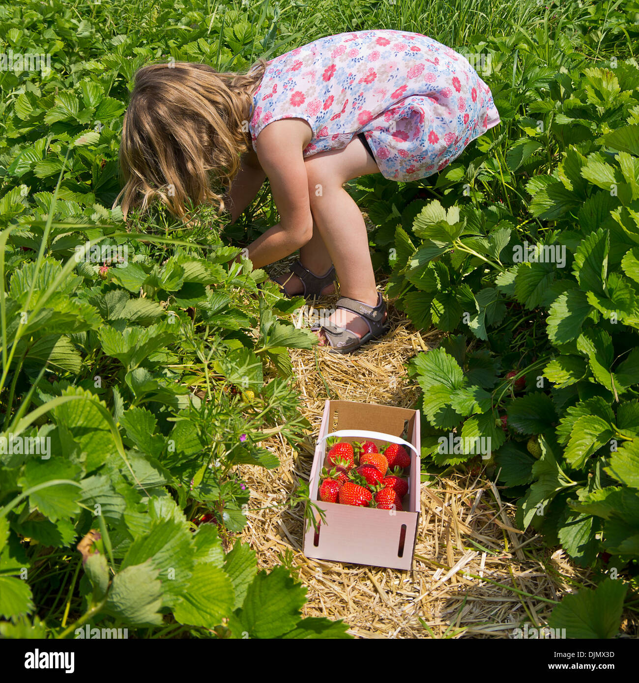 Little girl picks strawberries Stock Photo - Alamy