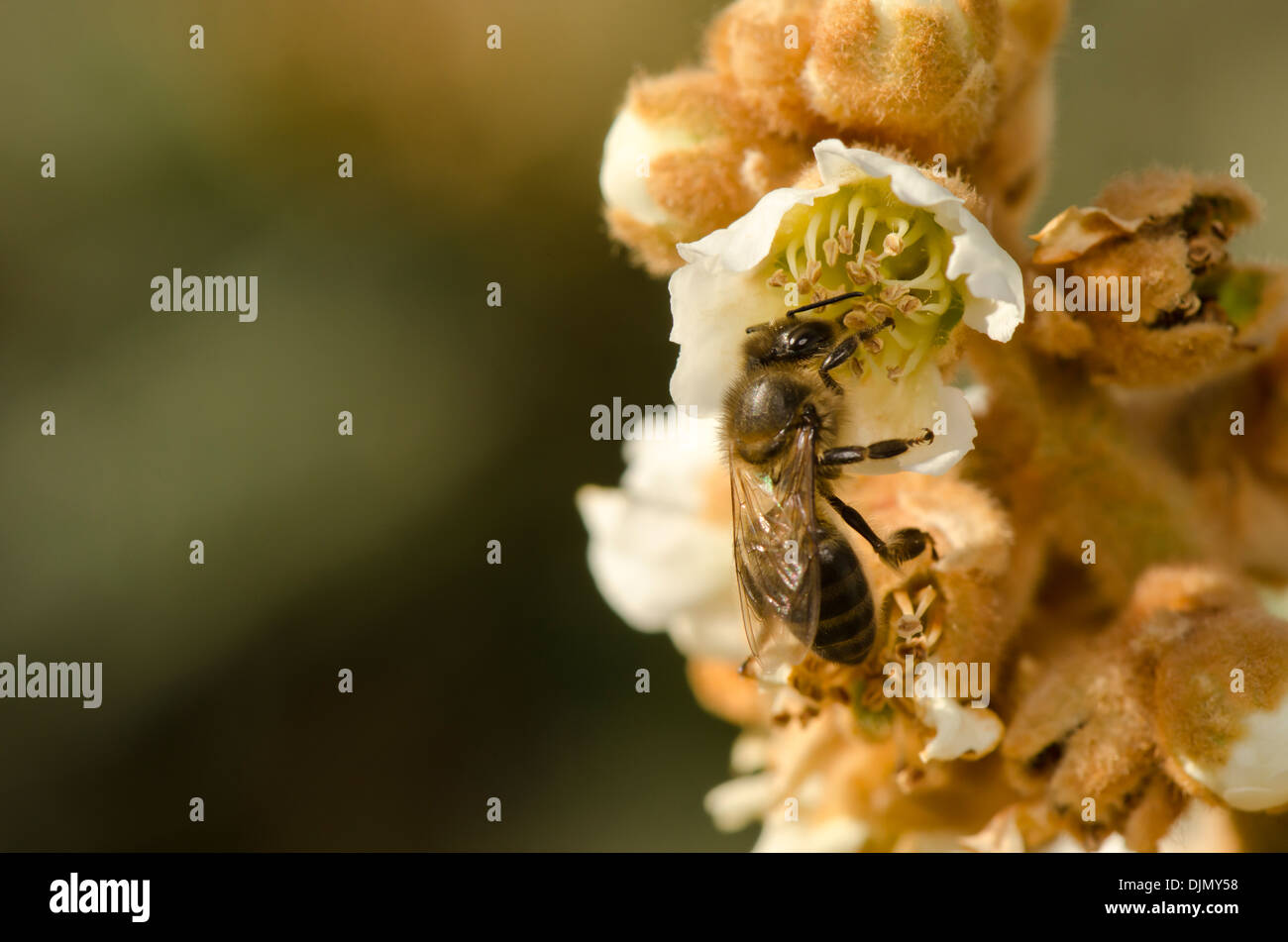 European honey bee worker hi-res stock photography and images - Alamy