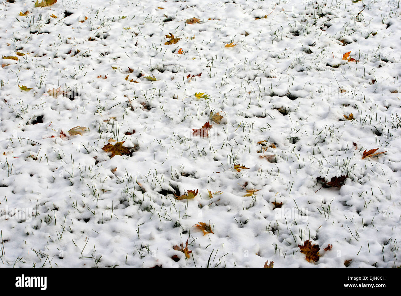 Snow and leaves blanket the ground,great for late fall and early winter background scenes. Stock Photo