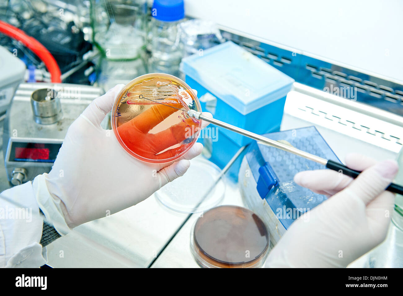 Inoculating loop for spreading bacteria. Petri plate with agar and