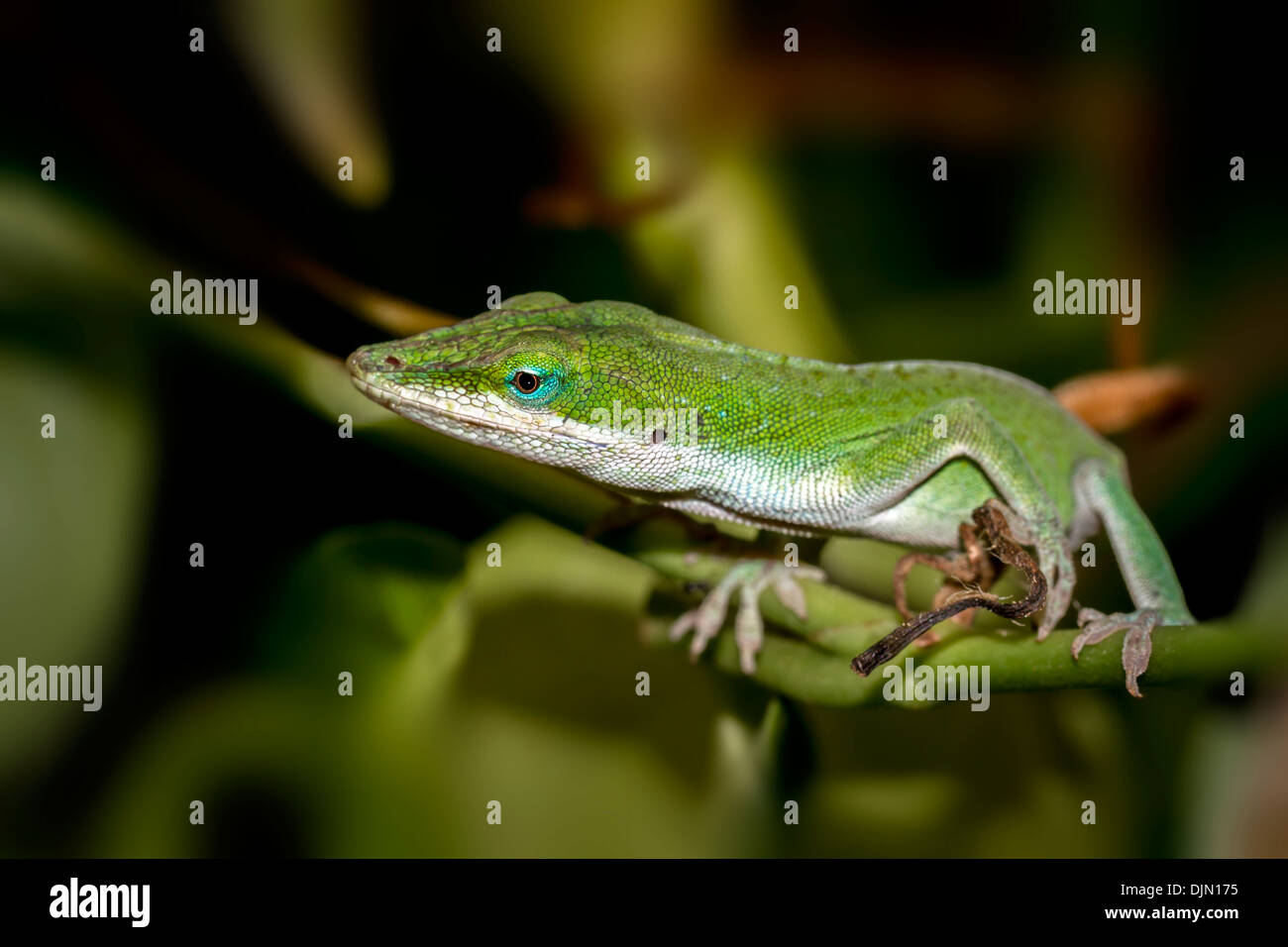 anole lizard in the tropical biom at eden project Stock Photo