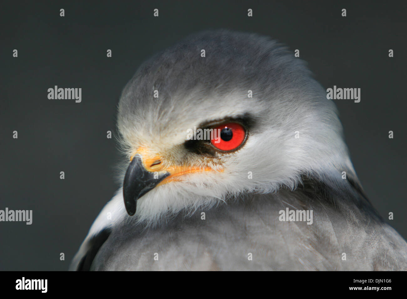 Close Up Of Bird Of Prey Head Showing Stunning Red Eyes Stock Photo Alamy