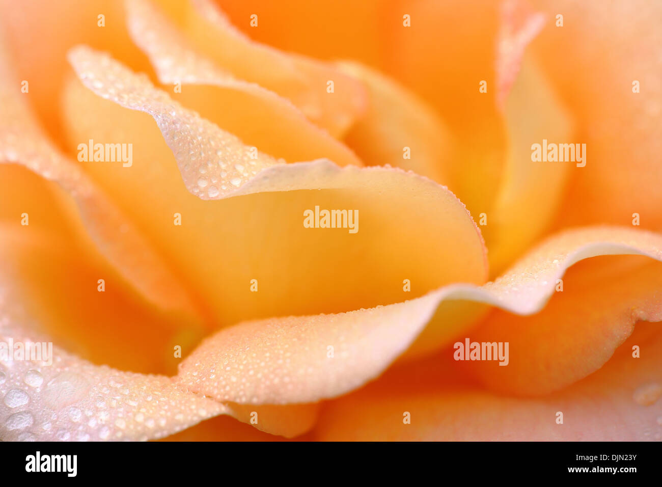 Rose petals with water droplets Stock Photo
