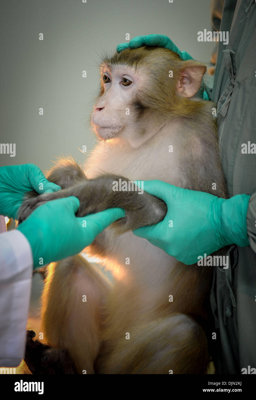 (131129) -- GUANGZHOU, Nov. 29, 2013 (Xinhua) -- Researchers examine the physiological index of experimental monkey No. 031137 at Guangzhou Institute of Biomedicine and Health of Chinese Academy of Sciences in Guangzhou, capital of south China's Guangdong Province, Nov. 13. 2013. A collaborative team co-led by the Comprehensive AIDS Research Center of Tsinghua University, the AIDS Institute of the University of Hong Kong Li Ka Shing Faculty of Medicine and the Guangzhou Institute of Biomedicine and Health of Chinese Academy of Sciences has conducted a five-year preclinical study of a novel AI Stock Photo