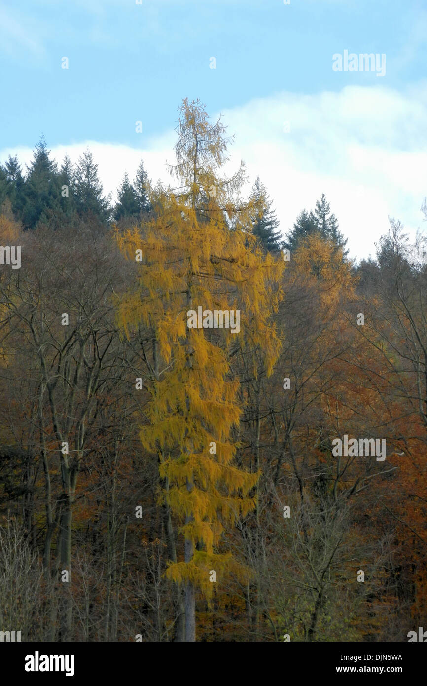 Larch tree forest snow hi-res stock photography and images - Alamy