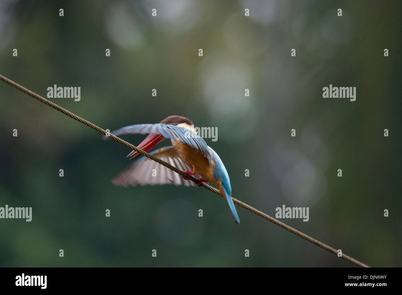 Kingfishers in goa hi-res stock photography and images - Alamy Kingfishers in goa hi-res stock photography and images - Alamy