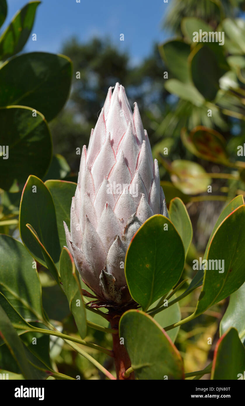 Giant Protea South African national flower Garajonay National Park Visitor Centre La Gomera Canary Islands Spain Stock Photo