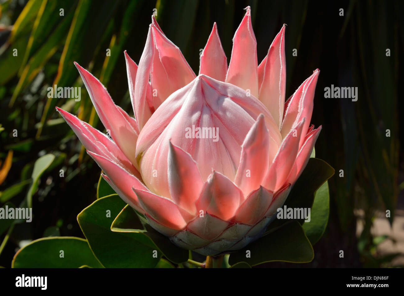 Giant Protea South African national flower Garajonay National Park Visitor Centre La Gomera Canary Islands Spain Stock Photo