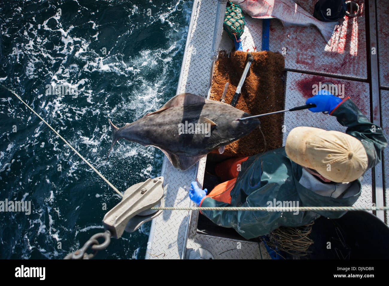 Gaffing hook hires stock photography and images Alamy