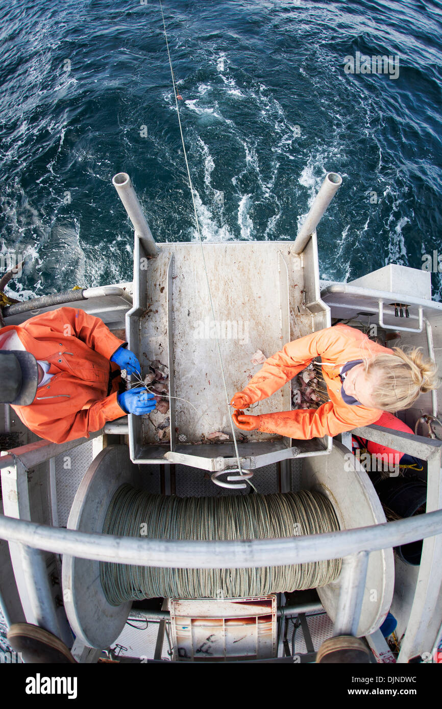 Deckhands Snap Hooks Onto The Groundline While Setting Out Commercial