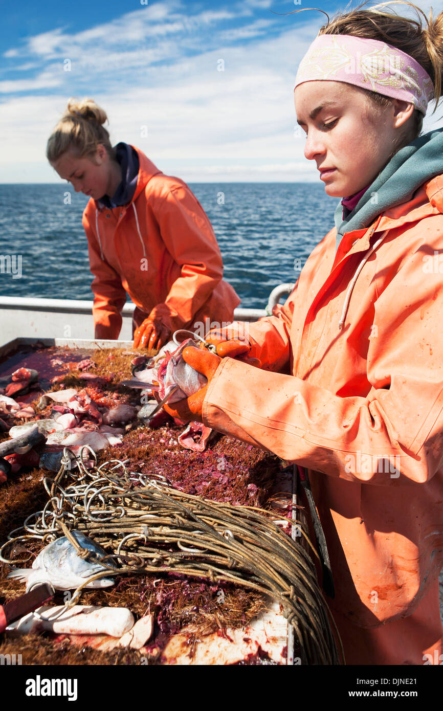 Commercial halibut fishing longline hooks hires stock photography and