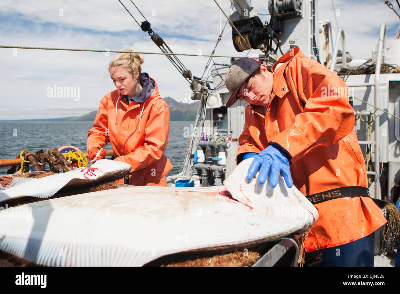 Gutting Halibut While Commercial Longline Fishing Near False Pass In