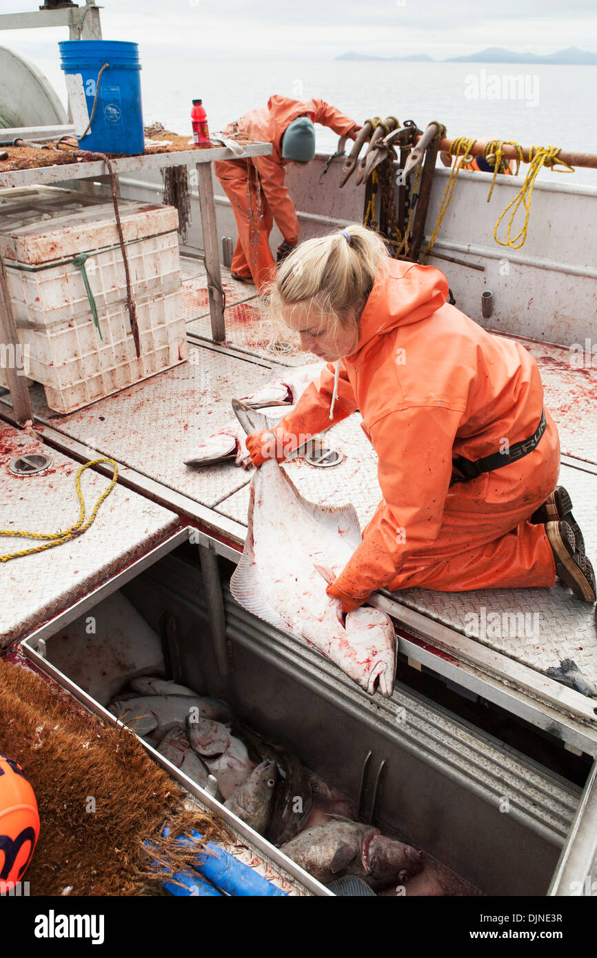 Young Woman Placing Gutted Halibut In The Fish Hold To Be Iced During Commercial Longline