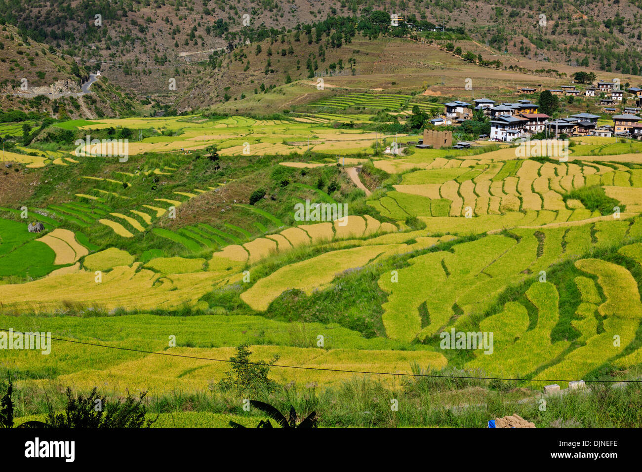 Uma Punakha Hotel views,Cascading rice Paddies,Terracing,Mo Chhu River,Farms, Bhutanese distinctive houses,Punakha Valley Floor. Stock Photo