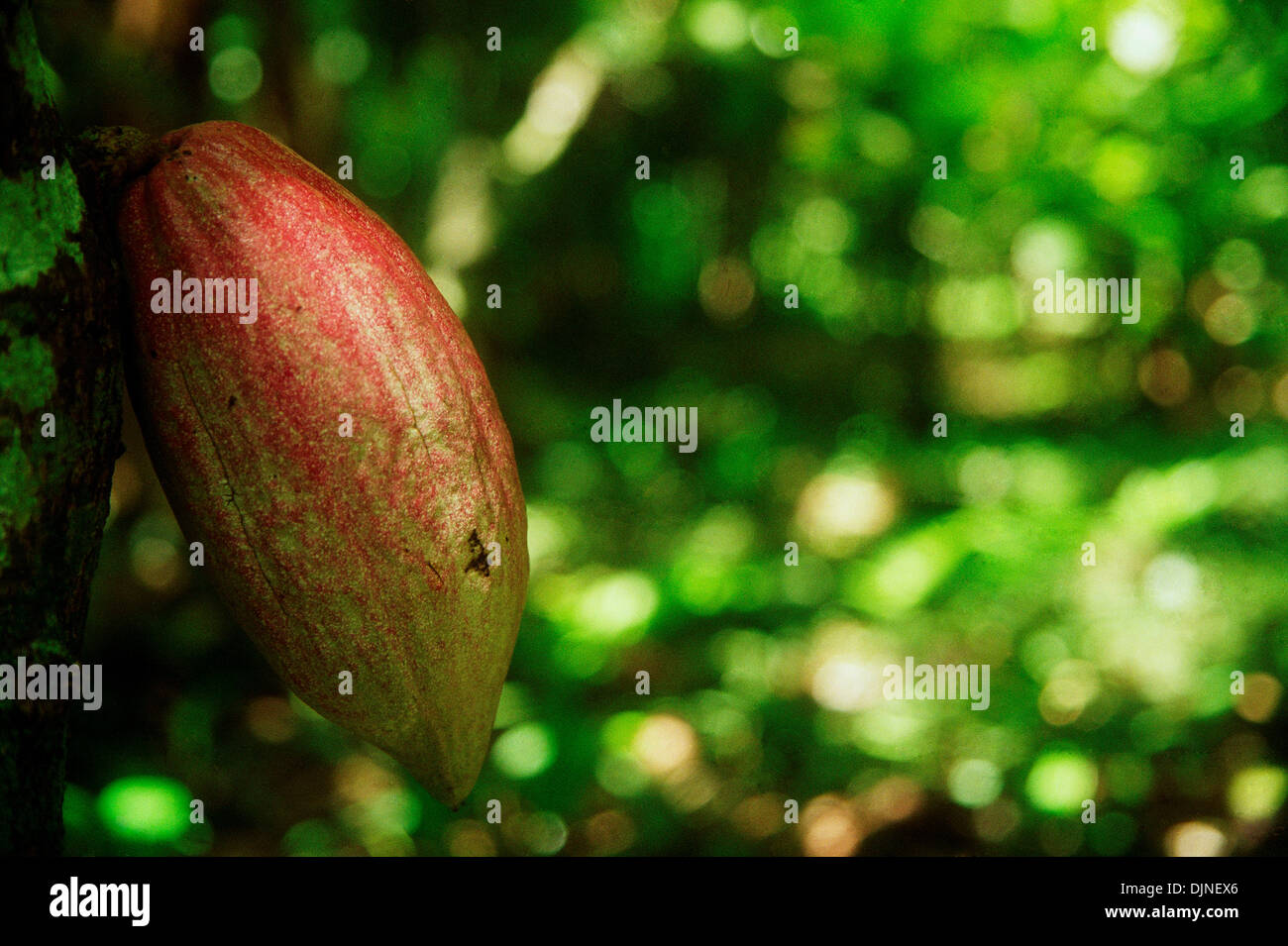 Cocoa bean in a tree in the Peninsula de Paria, Sucre state, Venezuela