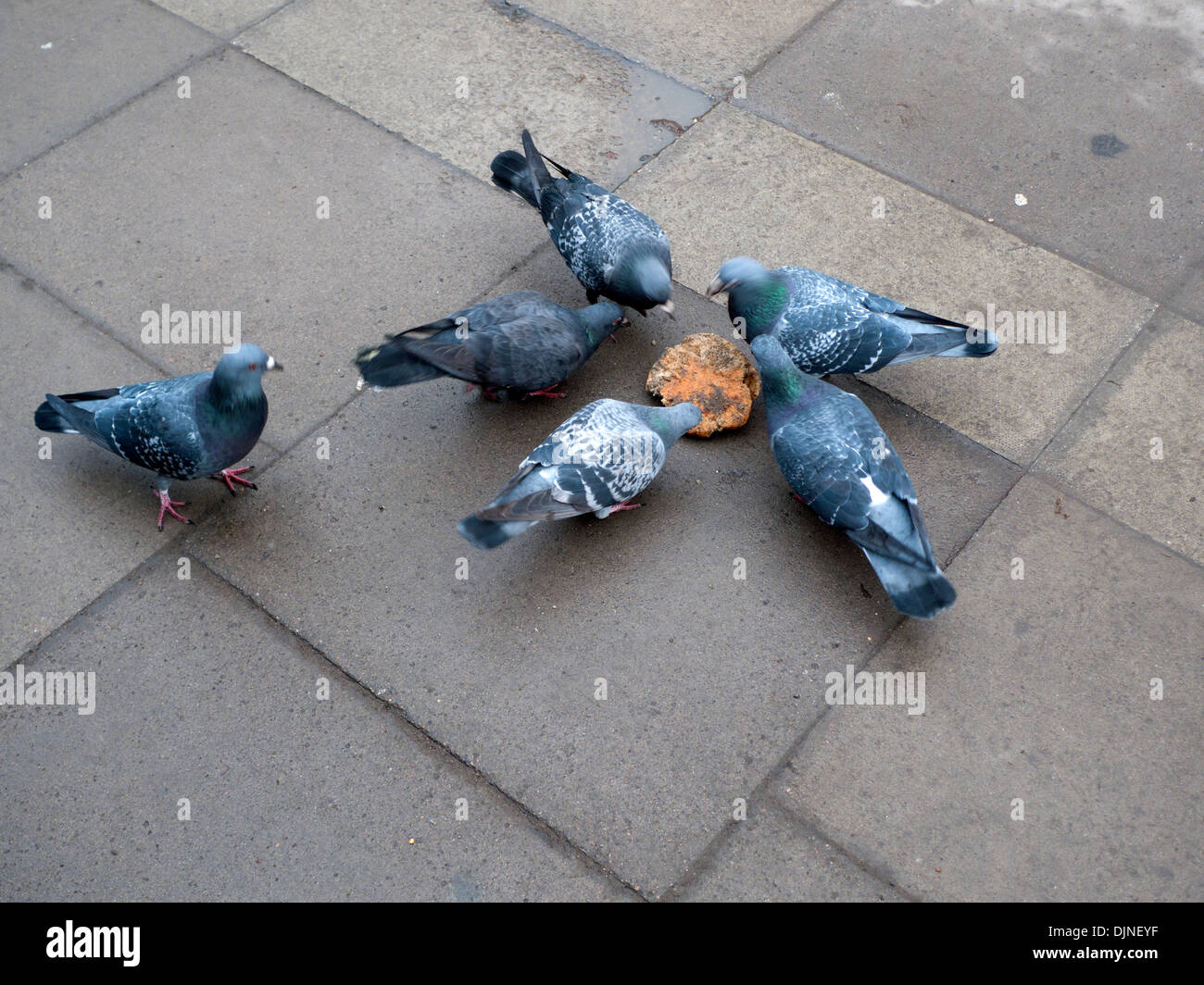 Pigeons on the sidewalk pavement pecking at a chunk of bread on York Way in King's Cross London UK  KATHY DEWITT Stock Photo