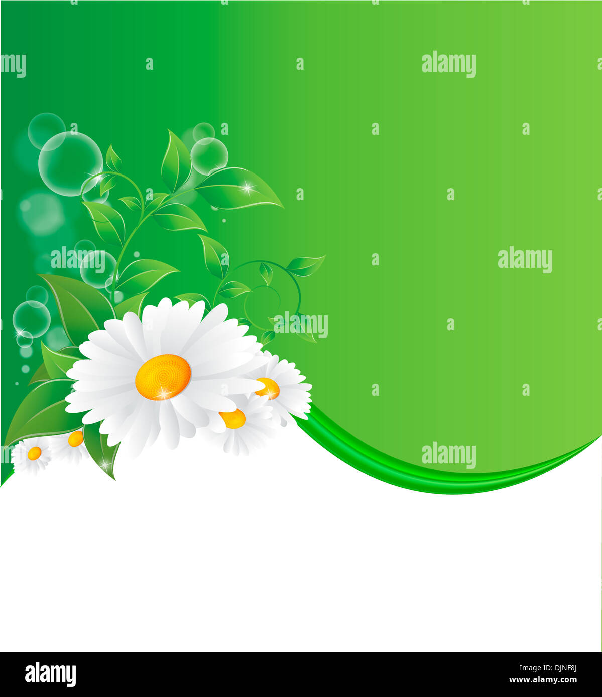 Vector illustration of chamomile flower Stock Photo - Alamy