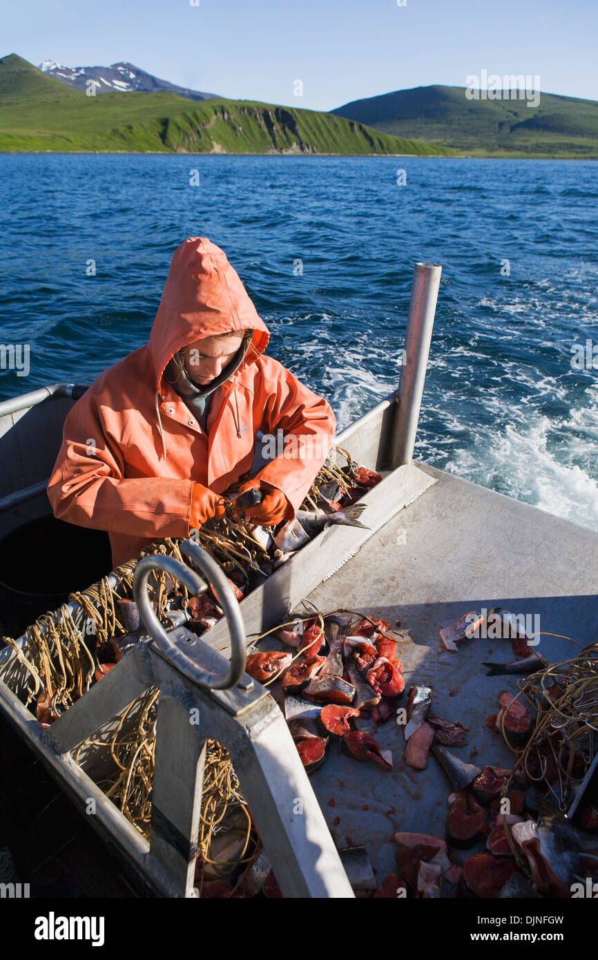 Baiting Halibut Longline Hooks With Pink Salmon While Preparing To Commercial Fish For Halibut