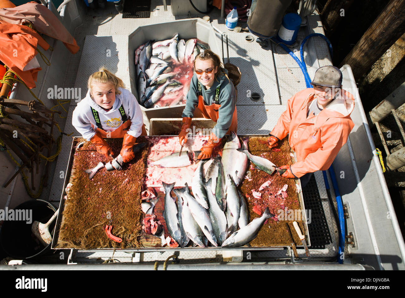 Preparing Pink Salmon For Commercial Halibut Longlining Bait, King Cove