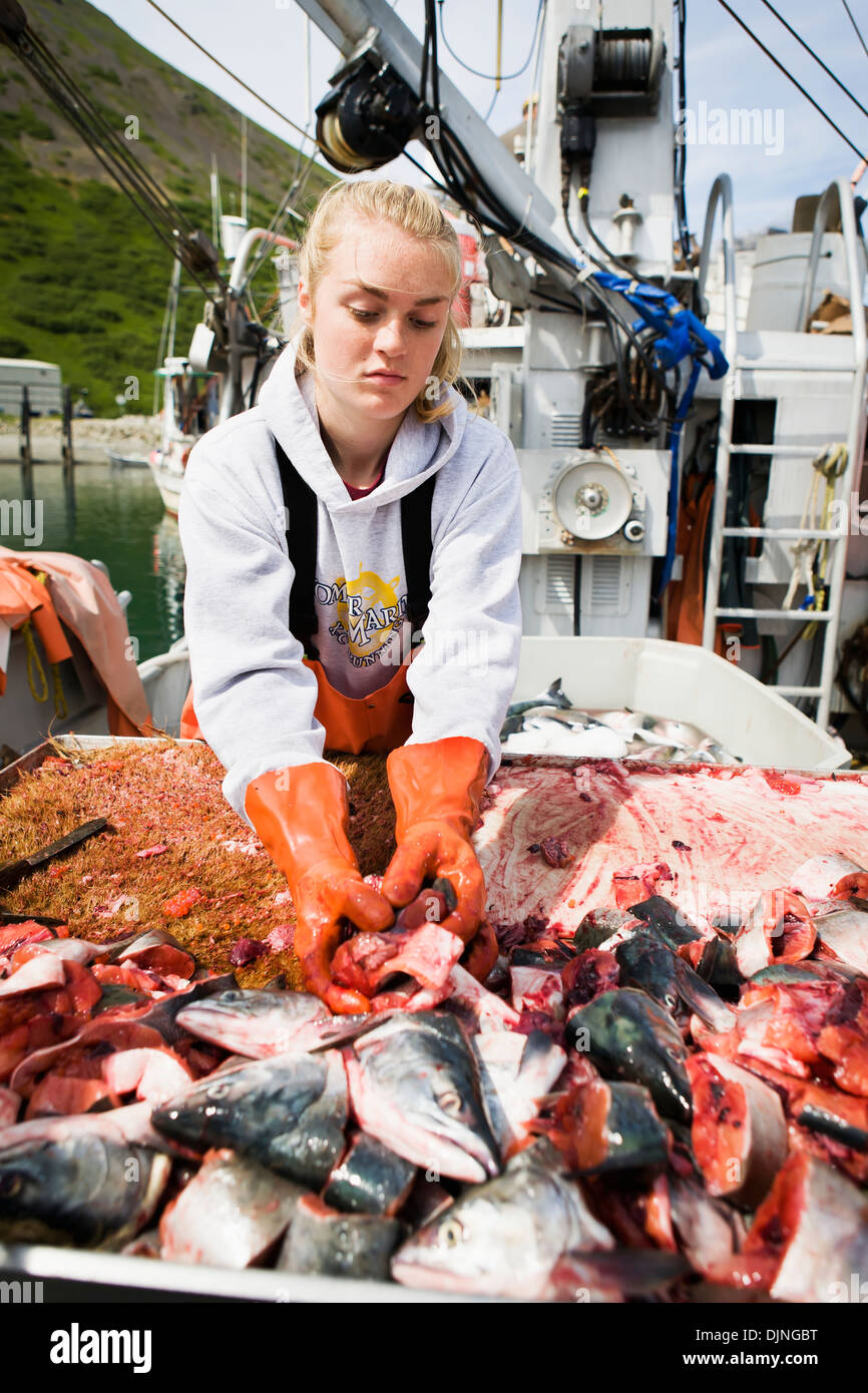Preparing Pink Salmon For Commercial Halibut Longlining Bait, King Cove