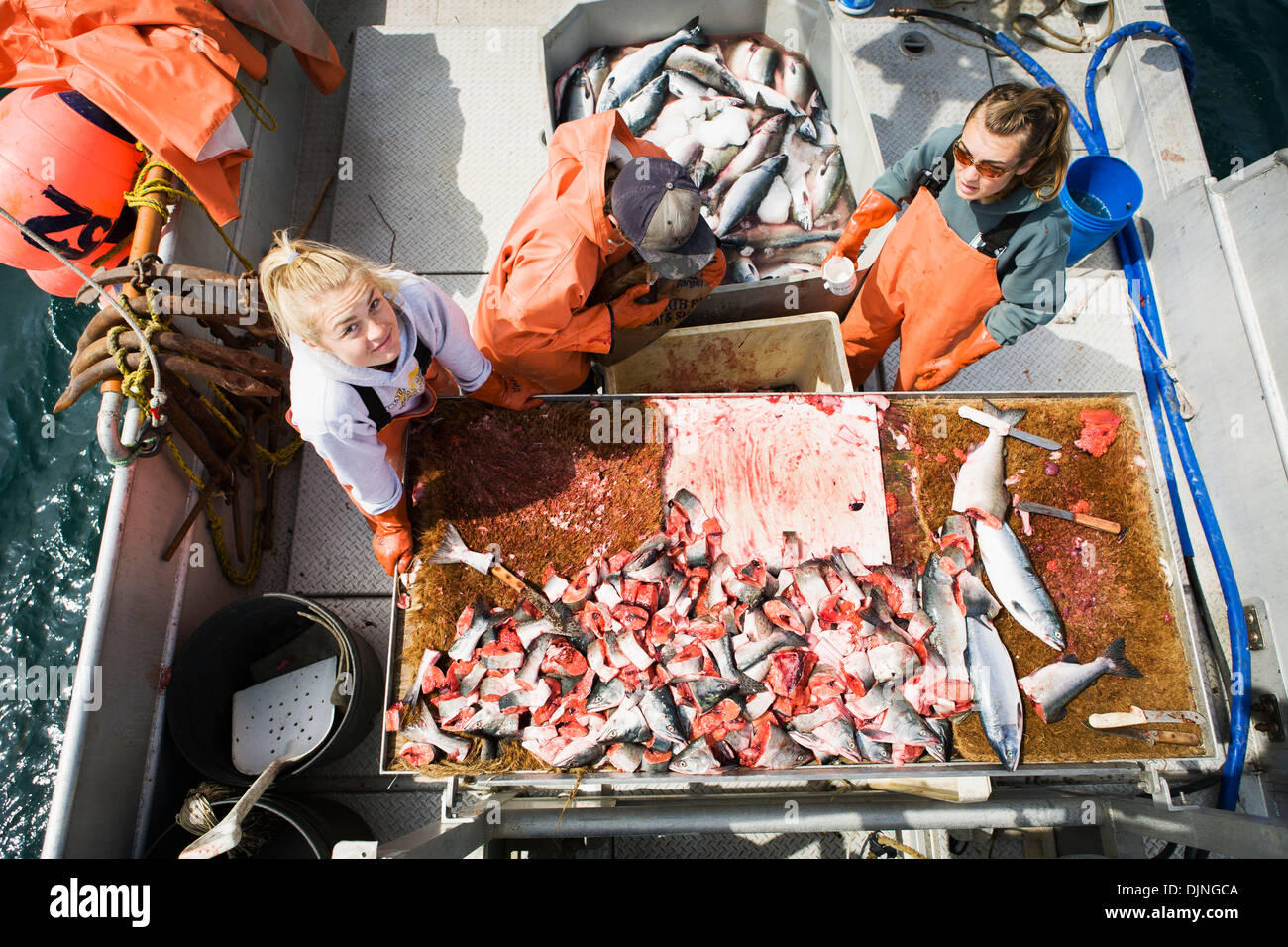 Preparing Pink Salmon For Commercial Halibut Longlining Bait, King Cove