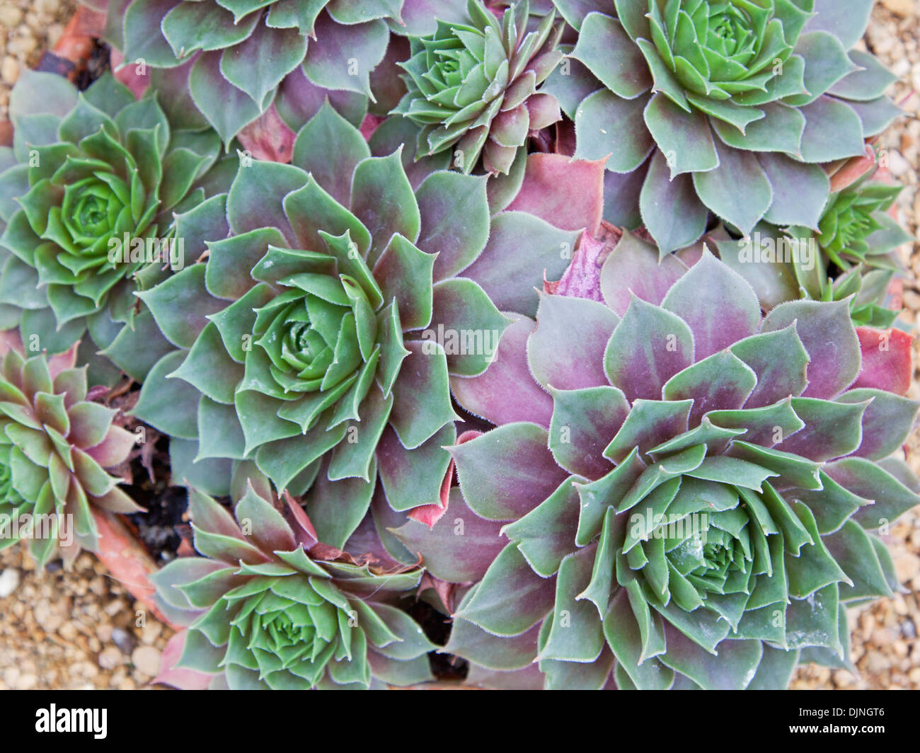 Sempervivum plants of the variety Othello Stock Photo