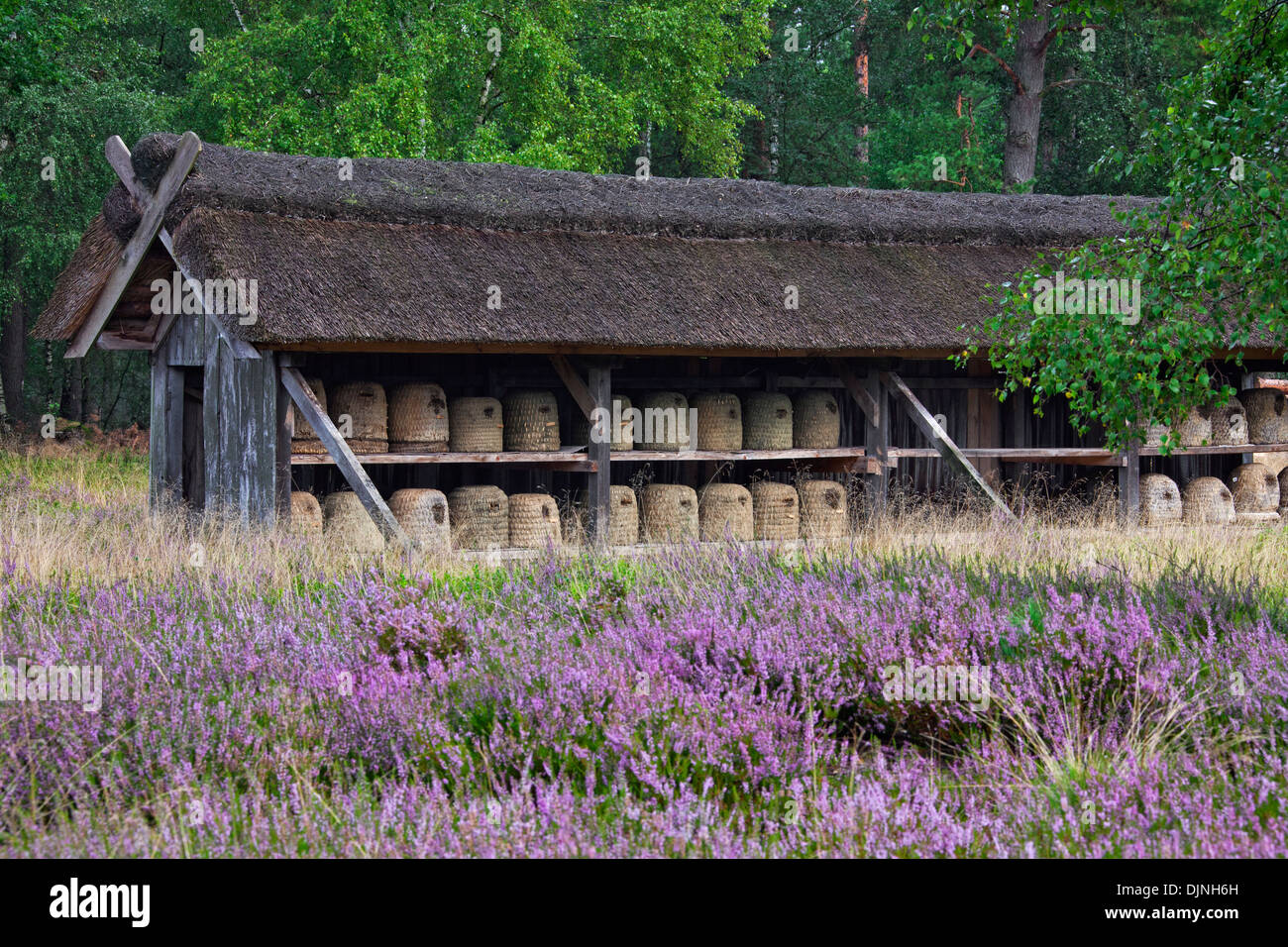 Bee hives / beehives / skeps for honeybees in shelter of apiary in the Lüneburg Heath / Lunenburg Heathland, Saxony, Germany Stock Photo
