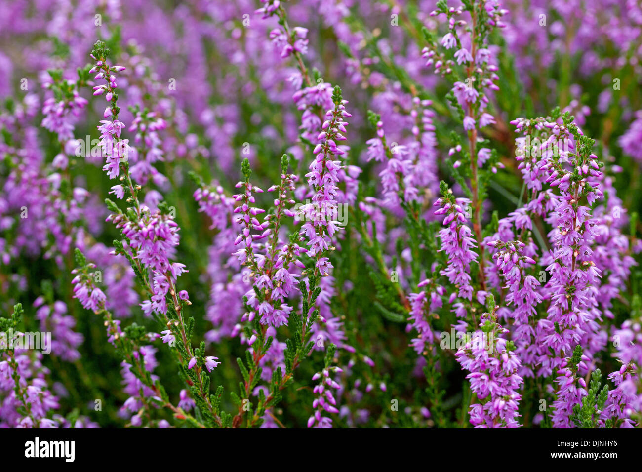 Common heather / ling (Calluna vulgaris) flowers flowering in summer in heathland / moor Stock Photo