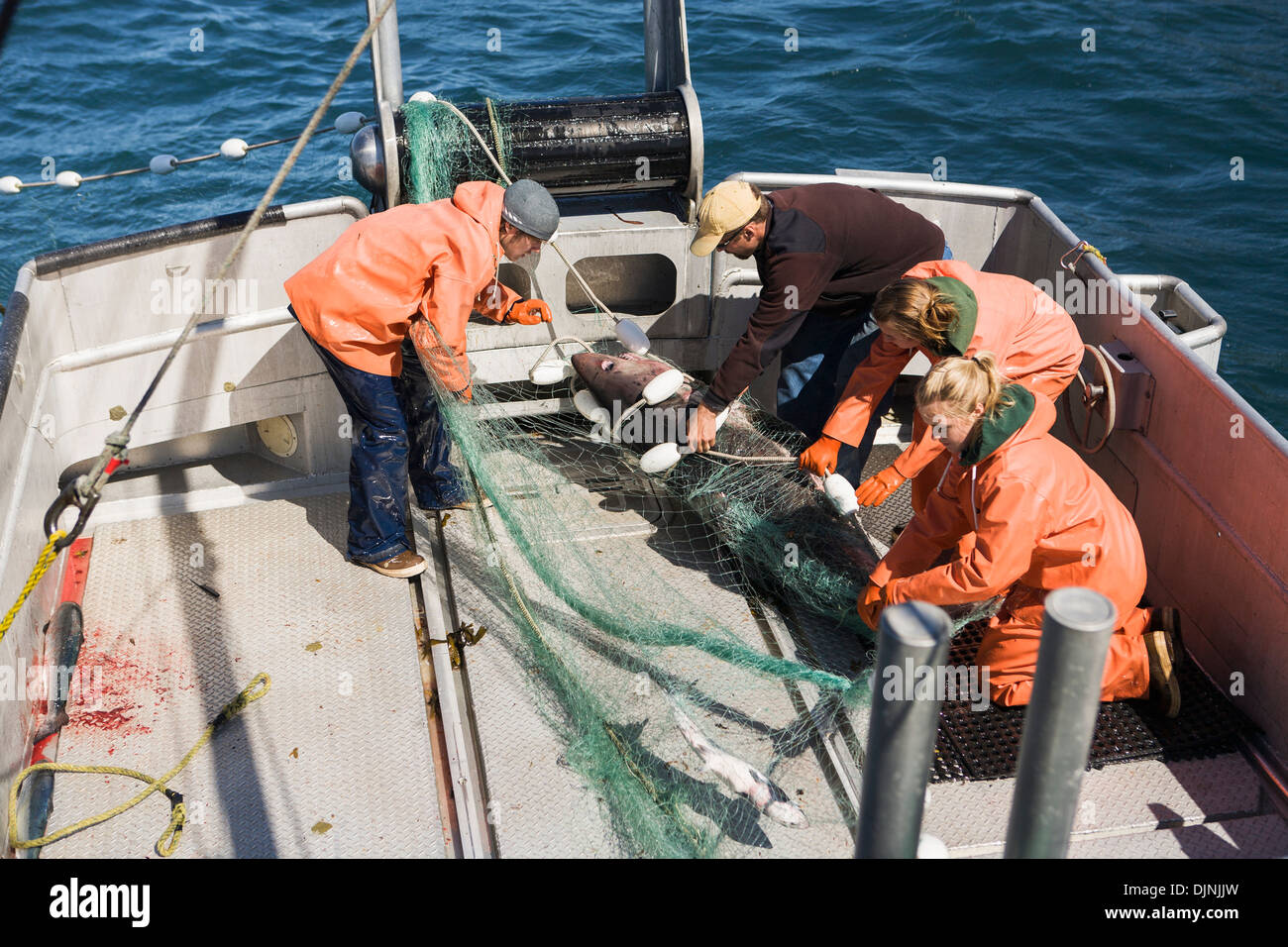 A Salmon Shark Caught While Salmon Fishing In The Alaska Department Of