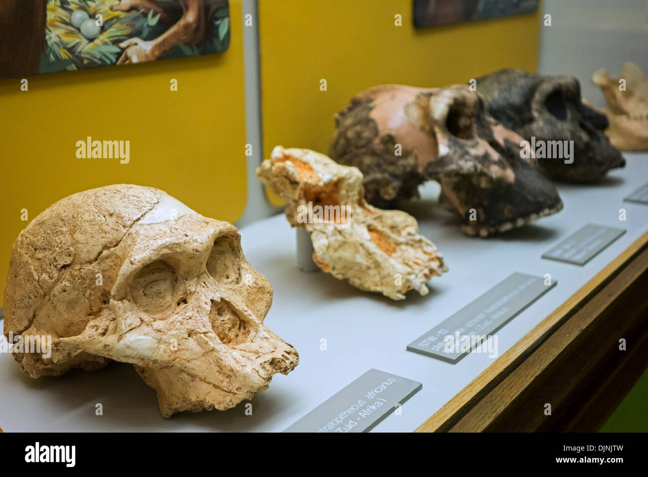 Skull of Australopithecus africanus and hominin fossils relating to human evolution, natural history museum Kina, Ghent, Belgium Stock Photo