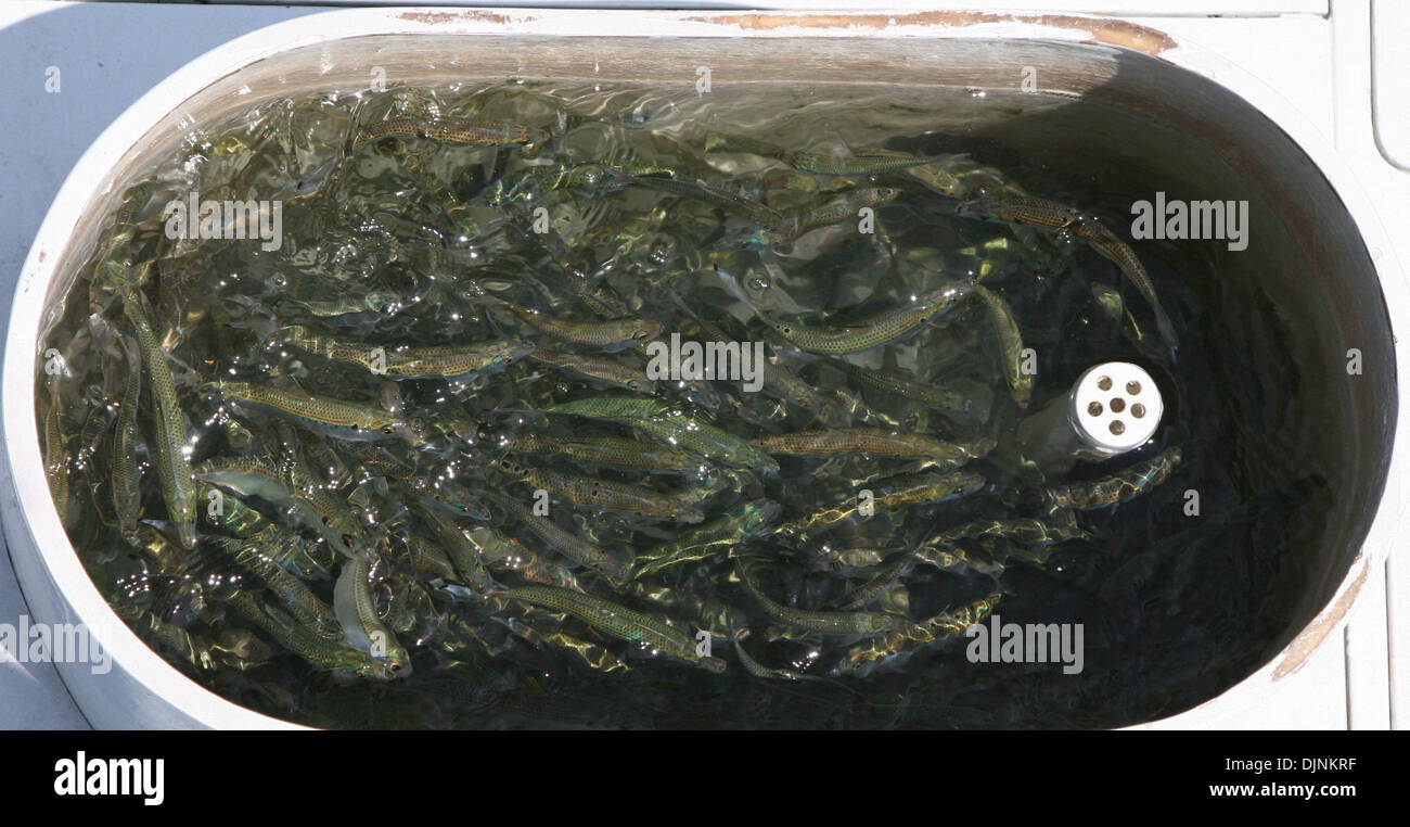 1. Caption: When baitfish are onboard in the livewell, such as