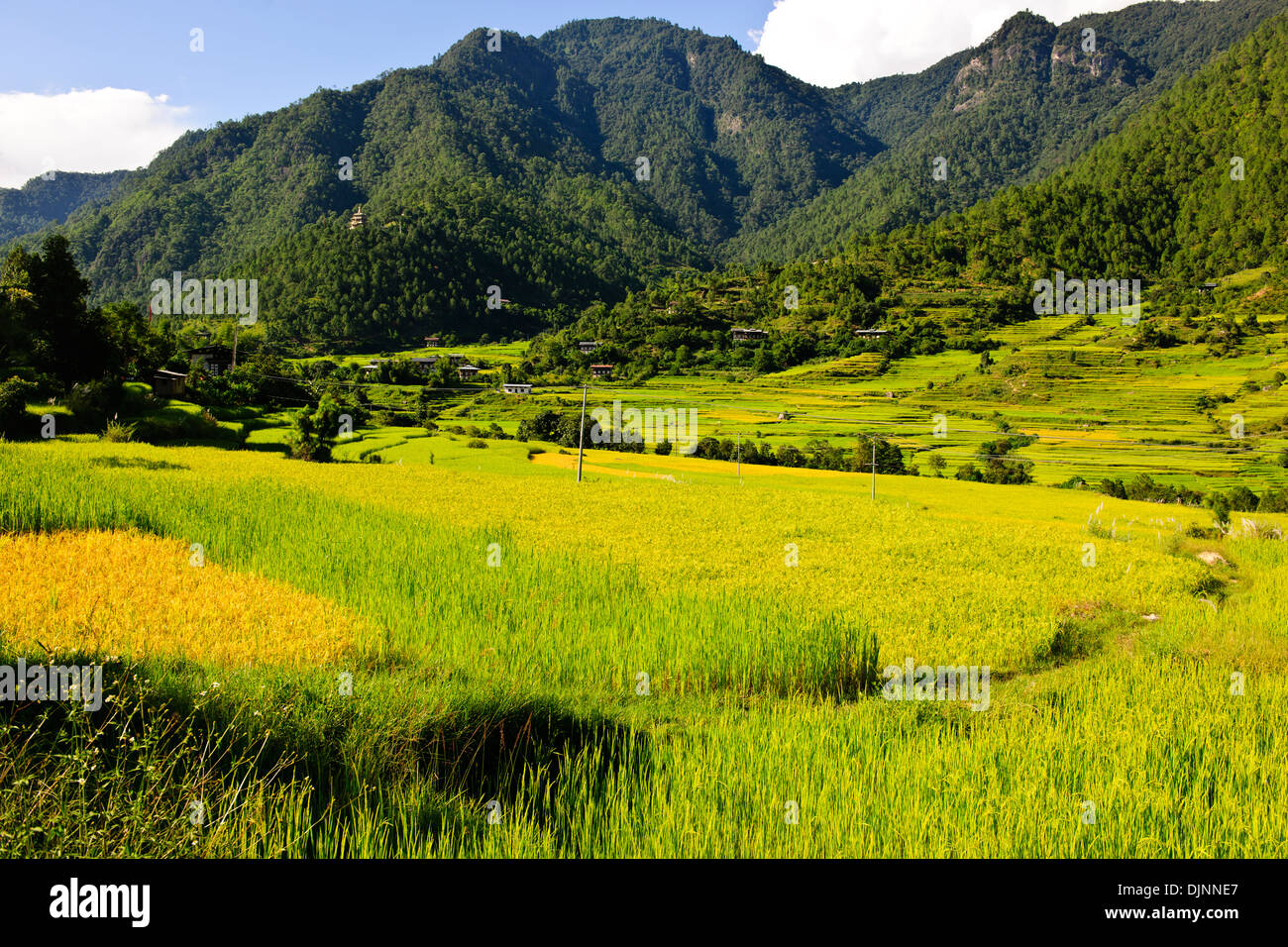 Rice Harvests imminent,Cascading rice Paddies,Terracing,Mo Chhu River,Farms, Bhutanese distinctive houses,Punakha Valley Floor. Stock Photo