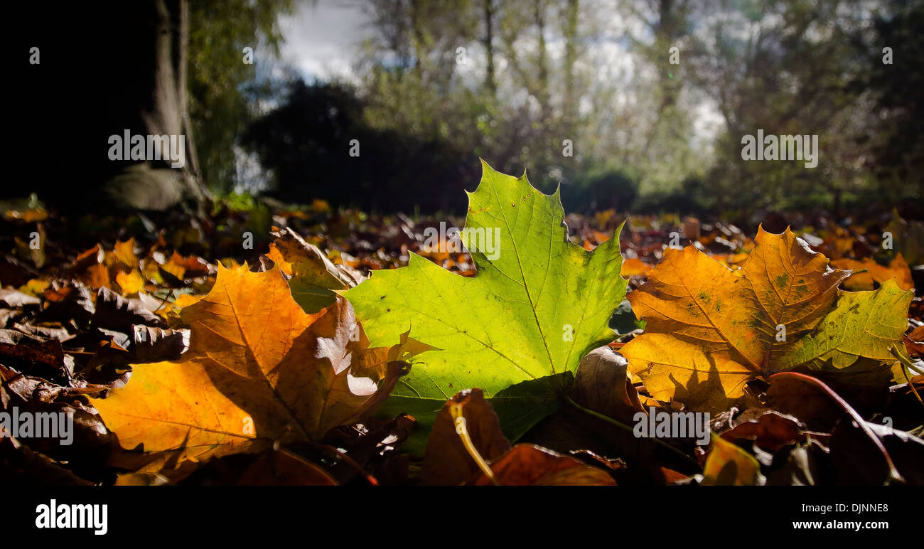 Autumn leaves on ground Stock Photo - Alamy